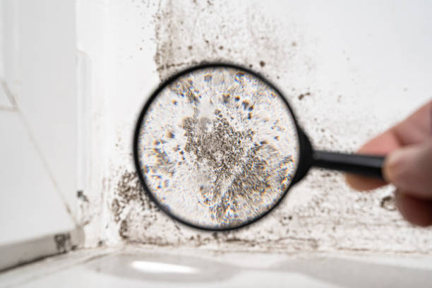 Vienna, VA Mold Inspection, Removal & Remediation Company